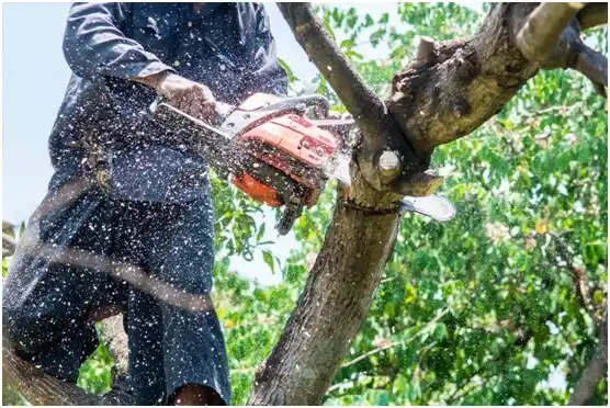 tree services Stonerstown